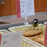 Aialindude lisatoitmine talvel: millal alustada ja kuidas seda teha õigesti