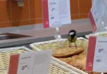 Aialindude lisatoitmine talvel: millal alustada ja kuidas seda teha õigesti