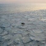 “Борется за жизнь”: душераздирающие кадры сняли в море в Приморье