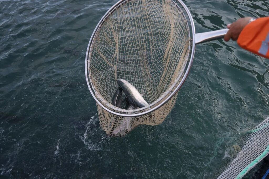 В Дагестане на поддержку рыбной отрасли с 2022 года направили 315 млн рублей