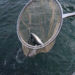 В Дагестане на поддержку рыбной отрасли с 2022 года направили 315 млн рублей