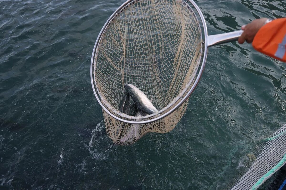 В Дагестане на поддержку рыбной отрасли с 2022 года направили 315 млн рублей