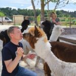 В Курске раскрыли детали проекта парка с альпаками на Боевой даче