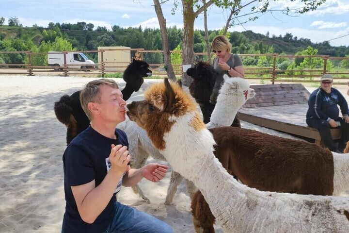 В Курске раскрыли детали проекта парка с альпаками на Боевой даче