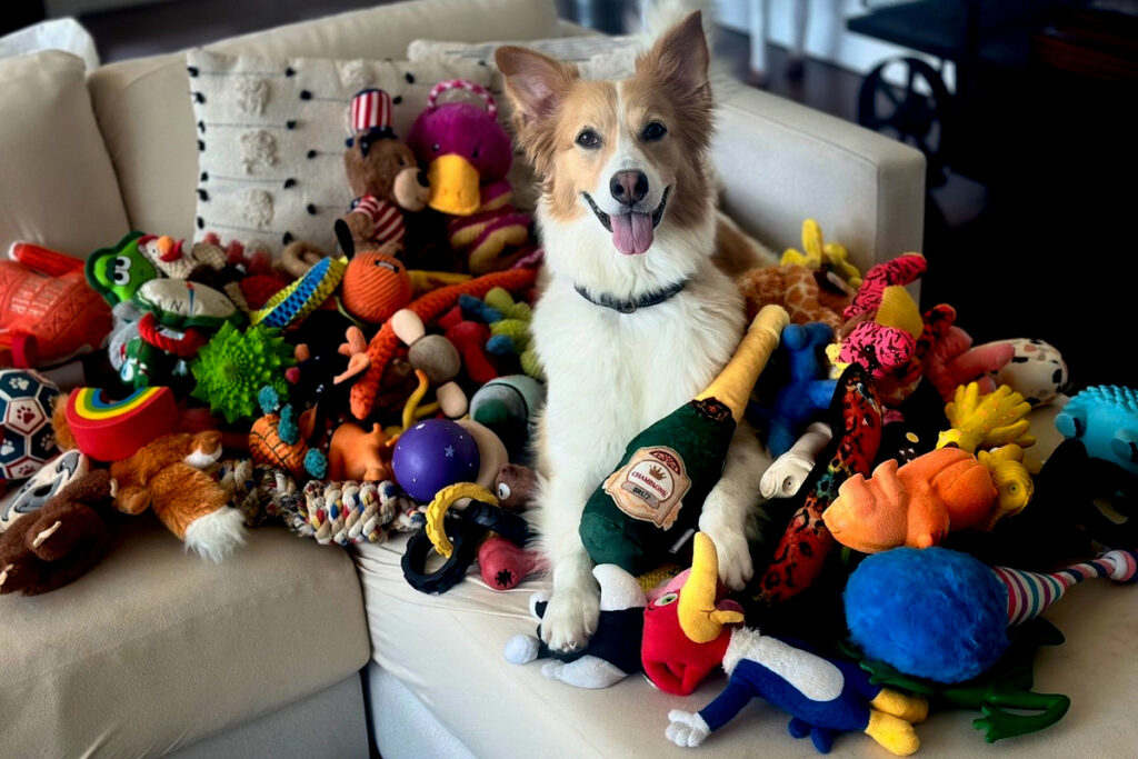 Германия — Как дети в 1,5 года: собаки учат слова «подслушивая»