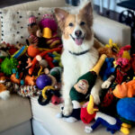 Германия — Как дети в 1,5 года: собаки учат слова «подслушивая»