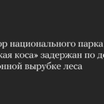 Директор национального парка «Куршская коса» задержан по делу о незаконной вырубке леса