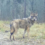 «Калужские засеки» показали самых скрытных жителей заповедника