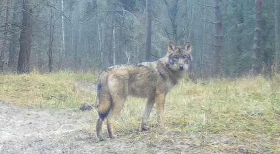 «Калужские засеки» показали самых скрытных жителей заповедника