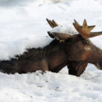 "Опасное явление": снегопад в Москве стал рекородным