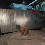 Силовики “скрутили” напуганную красотку в Приморье — подробности