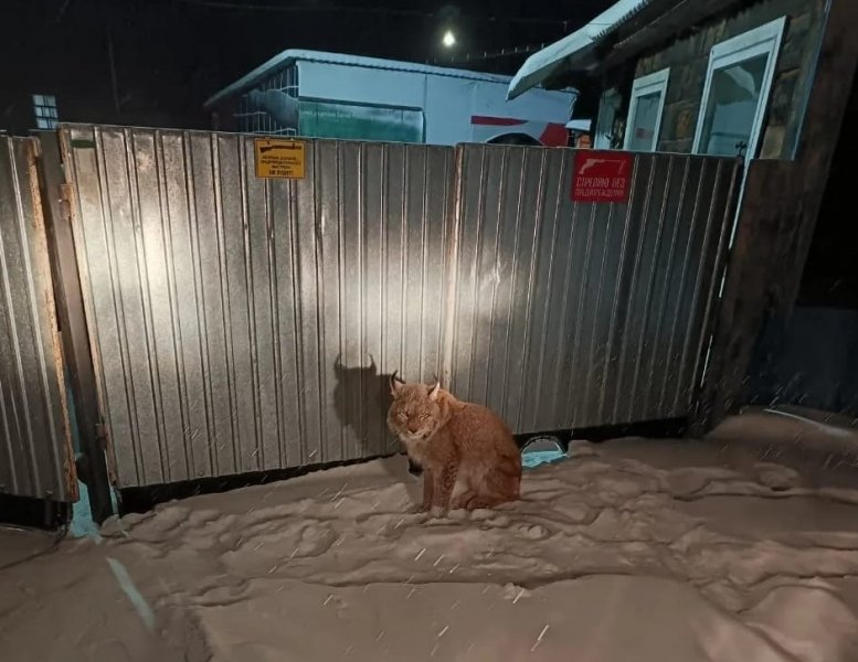 Силовики “скрутили” напуганную красотку в Приморье — подробности