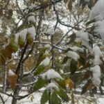 Снегопад в Подмосковье завершится вечером 14 января