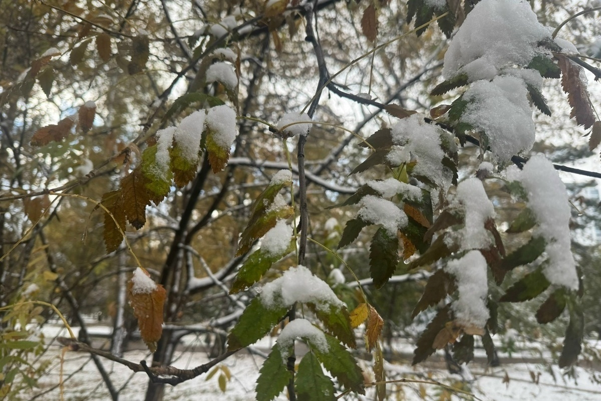 Снегопад в Подмосковье завершится вечером 14 января