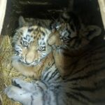 Убившего лошадь тигра выпустят в приморскую тайгу в спутниковом ошейнике