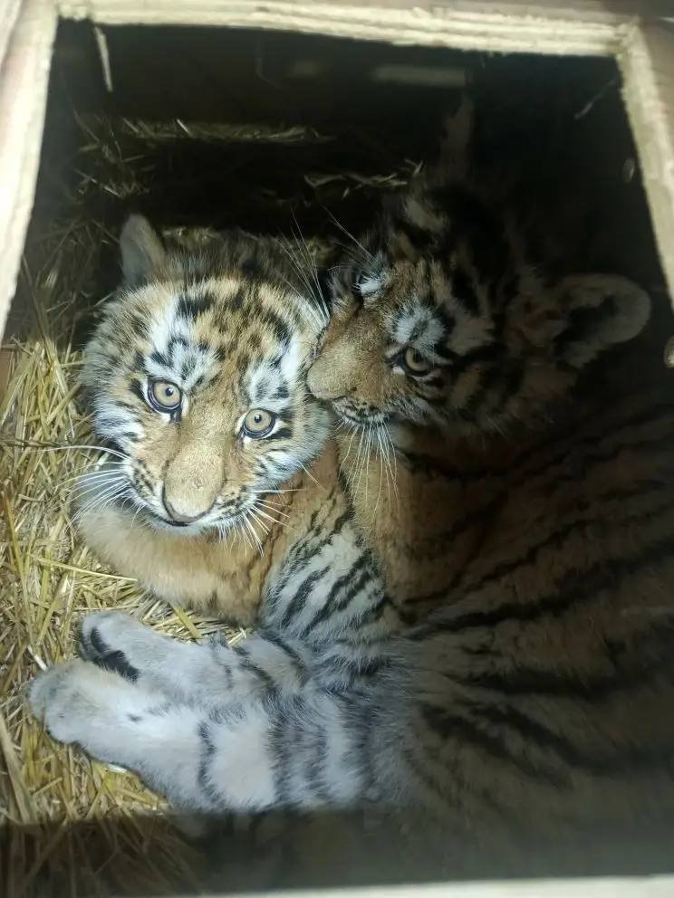 Убившего лошадь тигра выпустят в приморскую тайгу в спутниковом ошейнике