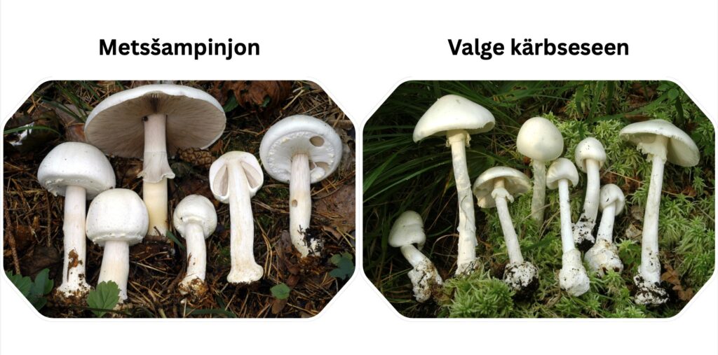 Eesti Loodusmuuseum innustab tähistama molutamise päeva