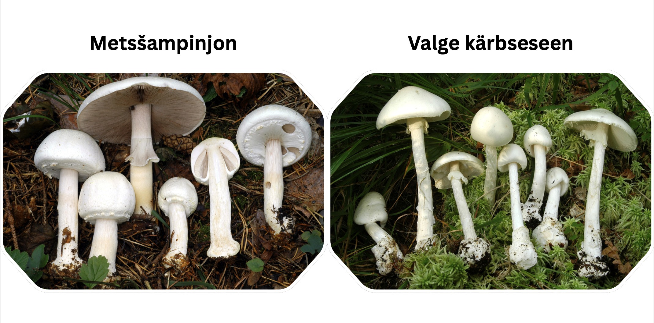 Eesti Loodusmuuseum innustab tähistama molutamise päeva