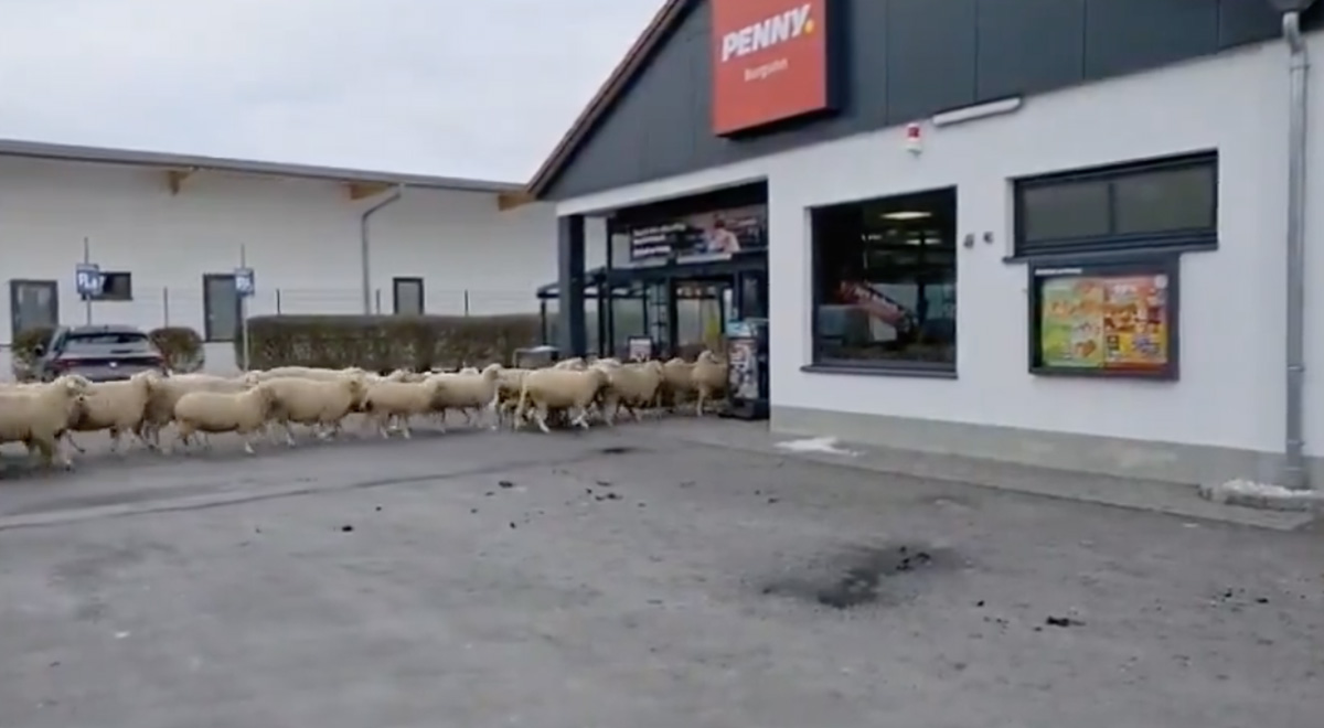 VIDEO: Saksamaal pressisid lambad toidupoodi