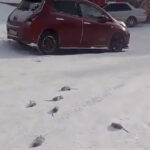 VIDEO: Venemaad tabas erakordne külm, rotid surevad nagu kärbsed