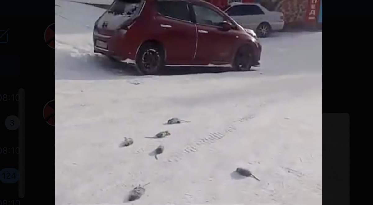 VIDEO: Venemaad tabas erakordne külm, rotid surevad nagu kärbsed