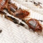 Lõpuks leiti üles see, mida tüütud verd imevad lutikad kõige enam kardavad