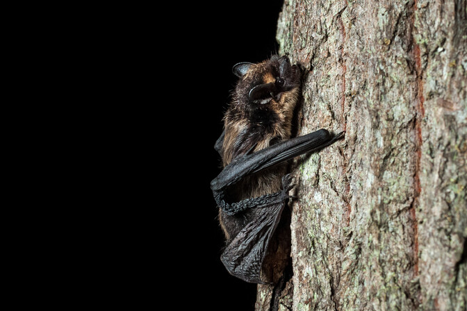 Riiklik nahkhiireseire jätab kodukeldrid vaeslapse ossa