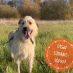 Saksamaal tuvastati koeral marutaud