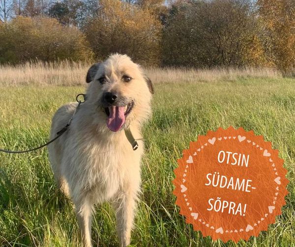 Saksamaal tuvastati koeral marutaud