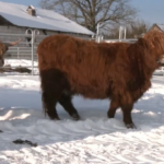 Šoti mägiveiste ja ponide omanikud peavad loomi ka talvel väljas