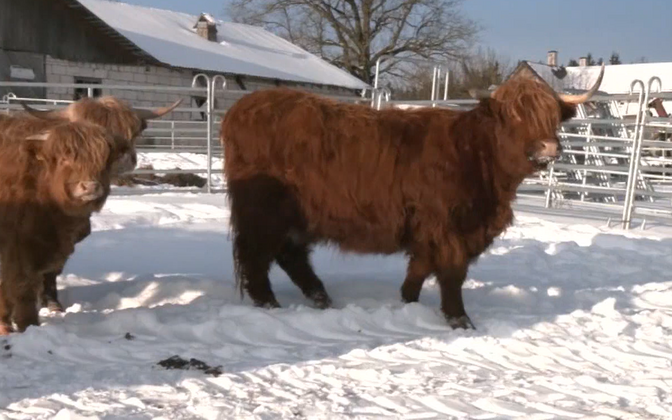 Šoti mägiveiste ja ponide omanikud peavad loomi ka talvel väljas