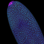 DNA molekulid olid olemas ammu enne elu ennast