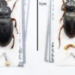 Eesti Loodusmuuseumi entomoloog tuvastas Eestis seni nägemata mardika