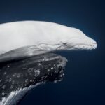 ELU HETK ⟩ Austraalia fotograaf kohtus legendaarse valge vaalaga