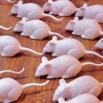 Imetajate kloonimine osutust täielikuks ummiksteeks – mis siis edasi