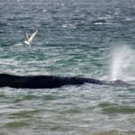 KAS ÕNNESTUB? ⟩ Hiidekskavaator asus vabastama Saksamaal randa kinni jäänud küürvaala