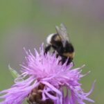 Kas te teadsite, et kimalasemad suudavad päevi vee all elus püsida – kuidas nad seda teevad?