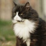 Keelenupp. Kas kassigile või kassilegi?