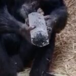 Kust pärineb inimeste vääriskivilembus – kas šimpansid teavad vastust?