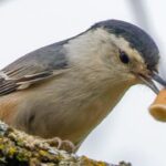 Linnud on sattunud sigarettidest sõltuvusse – siiski mitte päris nii nagu inimesed