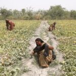 MINIVIKTORIIN ⟩ Milline 18. sajandil Eestisse jõudnud teravili pälvis oma nime rahvalt, kes ta sisse tõid?