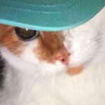 MINIVIKTORIIN ⟩ Milline kassitõug sünnib sabata