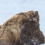 MINIVIKTORIIN ⟩ Milline loom on Eesti suurim imetaja