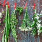 MINIVIKTORIIN ⟩ Milline maitsetaim sai oma nime mütoloogiliselt madude kuningalt?