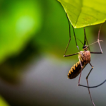 Nahkhiirte vaktsineerimiseks võeti kasutusse väga omapärane «süstal»
