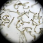 Sääsevastsed avavad uue tee kliimamuutuste mõistmiseks