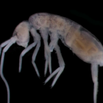 See loom elab 1,9 km sügavusel maa all