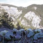 TÄNA AJALOOS ⟩ Vaimsete probleemidega lennukipiloot tappis 150 inimest