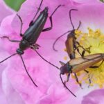 TEHISARU AITAB ⟩ Foto abil liigini