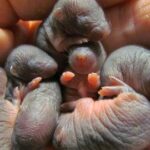 Turovski: «Mutid vajavad pesitsusrahu nagu linnud või kõik teisedki loomad.»